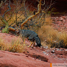 Fotografía Cafayate