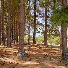 La Aldea - Club de Campo