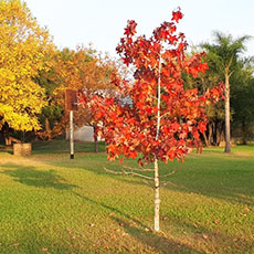 Cabañas en Colón