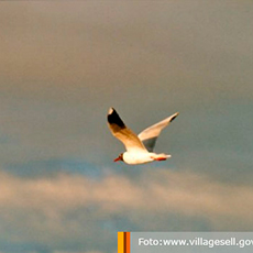 Fotografía Las Gaviotas