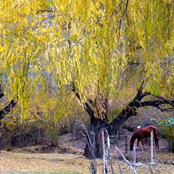 Fotografía Potrerillos