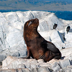 Alojamiento en Ushuaia