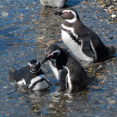 Fotografía Ushuaia