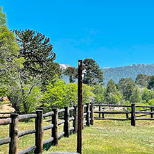 Cabañas Villa Pehuenia