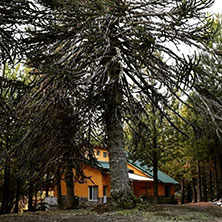 Cabañas Paso de los Andes